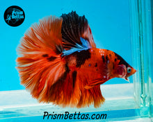 Load image into Gallery viewer, Candy Koi Halfmoon Male