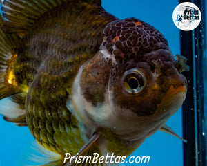 Premium Bronze Panda Oranda Male (5 inch length) Imported from Thailand