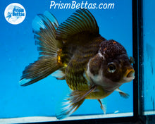 Load image into Gallery viewer, Premium Bronze Panda Oranda Male (5 inch length) Imported from Thailand