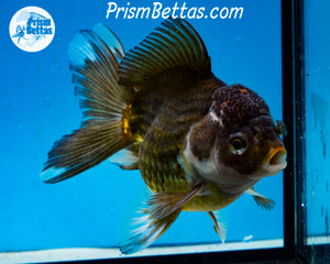 Premium Bronze Panda Oranda Male (5 inch length) Imported from Thailand