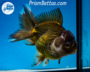 Premium Bronze Panda Oranda Male (5 inch length) Imported from Thailand