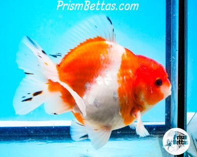 Red & White Shogun Godzilla Oranda Male (4.25 inch length) Imported from Thailand