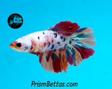 Load image into Gallery viewer, Rainbow Marble Halfmoon Male