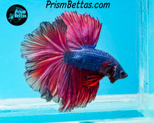Load image into Gallery viewer, Pink Fantasy Rosetail Halfmoon Male