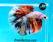 Load image into Gallery viewer, Rainbow Marble Halfmoon Male