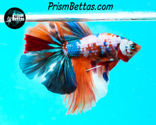 Load image into Gallery viewer, Rainbow Marble Halfmoon Male