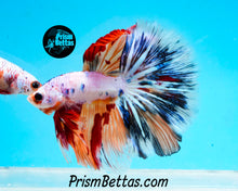 Load image into Gallery viewer, Rainbow Marble Halfmoon Male