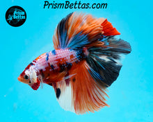 Load image into Gallery viewer, Rainbow Marble Halfmoon Male