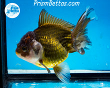 Load image into Gallery viewer, Premium Bronze Panda Oranda Male (5 inch length) Imported from Thailand