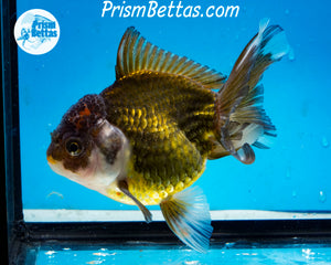 Premium Bronze Panda Oranda Male (5 inch length) Imported from Thailand