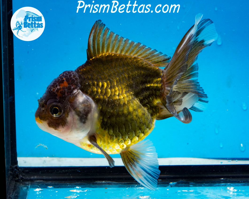 Premium Bronze Panda Oranda Male (5 inch length) Imported from Thailand