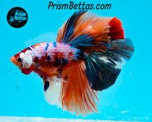 Load image into Gallery viewer, Rainbow Marble Halfmoon Male