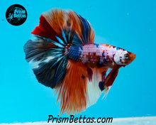 Load image into Gallery viewer, Rainbow Marble Halfmoon Male