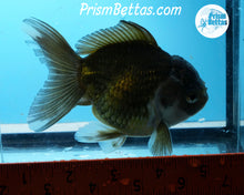 Load image into Gallery viewer, Premium Bronze Panda Oranda Male (5 inch length) Imported from Thailand