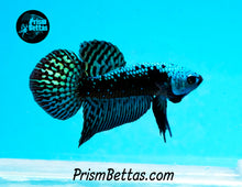 Load image into Gallery viewer, Wildtype Betta Alien Samurai Green/Turquoise