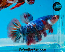 Load image into Gallery viewer, Marble Halfmoon Female