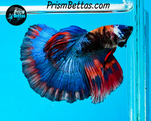 Load image into Gallery viewer, Marble Halfmoon Male