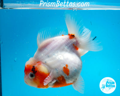Tricolor Shogun Godzilla Oranda Female (4 inch length) Imported from Thailand