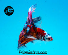 Load image into Gallery viewer, Candy Koi Halfmoon Male