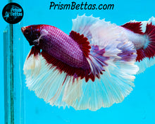 Load image into Gallery viewer, Purple Salamander Butterfly Halfmoon Male