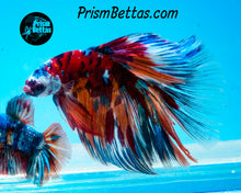 Load image into Gallery viewer, Candy Koi Halfmoon Male