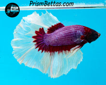 Load image into Gallery viewer, Purple Salamander Butterfly Halfmoon Male