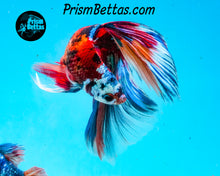 Load image into Gallery viewer, Candy Koi Halfmoon Male