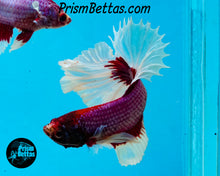 Load image into Gallery viewer, Purple Salamander Butterfly Halfmoon Male