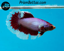 Load image into Gallery viewer, Purple Salamander Butterfly Halfmoon Female