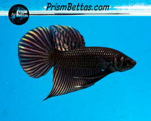 Load image into Gallery viewer, Copper Mahachai Wildtype Male Bred by Frank&#39;s Bettas