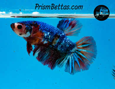 Marble Halfmoon Female