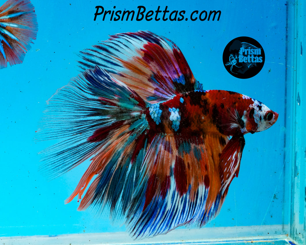 Candy Koi Halfmoon Male