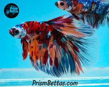 Load image into Gallery viewer, Candy Koi Halfmoon Male