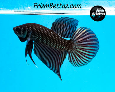 Copper Mahachai Wildtype Male Bred by Frank's Bettas