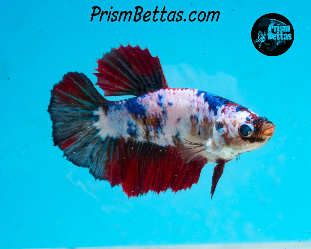 Marble Halfmoon Female