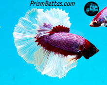 Load image into Gallery viewer, Purple Salamander Butterfly Halfmoon Male