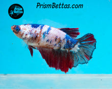 Load image into Gallery viewer, Marble Halfmoon Female