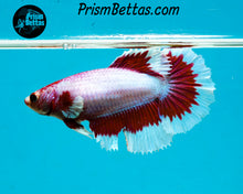 Load image into Gallery viewer, Purple Salamander Butterfly Halfmoon Female