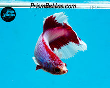 Load image into Gallery viewer, Purple Salamander Butterfly Halfmoon Female