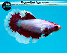 Load image into Gallery viewer, Purple Salamander Butterfly Halfmoon Female