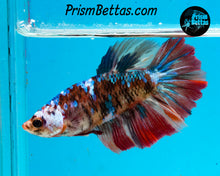 Load image into Gallery viewer, Candy Koi Halfmoon Female