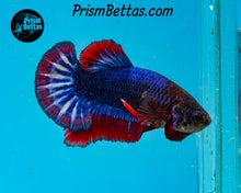 Load image into Gallery viewer, Superman Halfmoon Plakat Male
