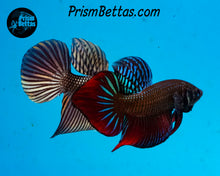Load image into Gallery viewer, Copper Mahachai Wildtype Male Bred by Frank&#39;s Bettas