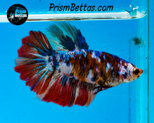 Load image into Gallery viewer, Candy Koi Halfmoon Female