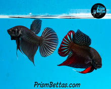 Load image into Gallery viewer, Copper Mahachai Wildtype Male Bred by Frank&#39;s Bettas