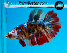 Load image into Gallery viewer, Candy Koi Halfmoon Female