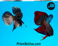 Load image into Gallery viewer, Copper Mahachai Wildtype Male Bred by Frank&#39;s Bettas