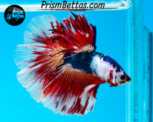 Load image into Gallery viewer, Marble Rosetail Halfmoon Male