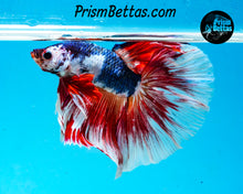 Load image into Gallery viewer, Marble Rosetail Halfmoon Male