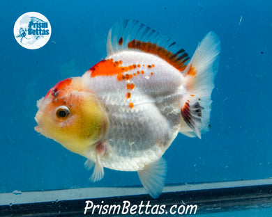 Tricolor Shogun Godzilla Oranda Female (4 inch length) Imported from Thailand
